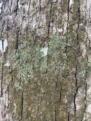 Cheilolejeunea clypeata