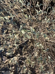 Encelia farinosa