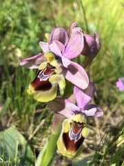 Ophrys tenthredinifera