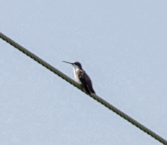 Leucolia violiceps