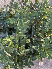 Berberis repens