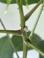 Flatidae