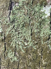 Cheilolejeunea clypeata