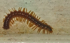 Oxidus gracilis