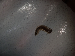 Oxidus gracilis