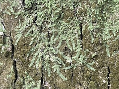 Cheilolejeunea clypeata