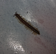 Oxidus gracilis