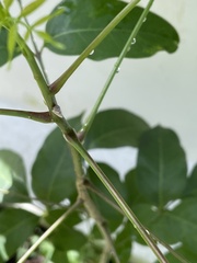 Flatidae