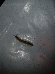 Oxidus gracilis