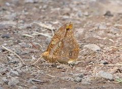 Opsiphanes boisduvallii