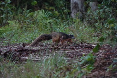 Sciurus niger avicennia