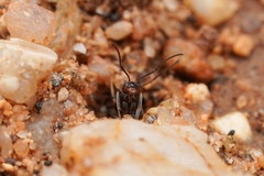 Dorymyrmex insanus