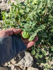 Physalis hederifolia
