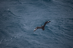 Stercorarius antarcticus