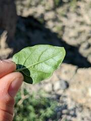 Physalis hederifolia