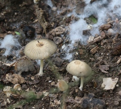 Coprinellus arenicola
