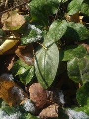 Pulmonaria