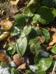 Pulmonaria