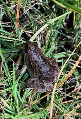 Microhyla mukhlesuri