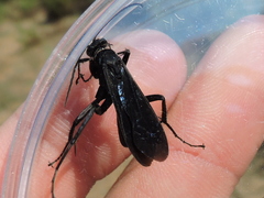 Pompilidae