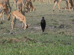 Anastomus lamelligerus