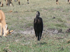 Anastomus lamelligerus