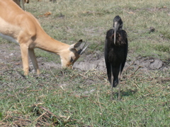 Anastomus lamelligerus