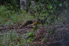 Sciurus niger avicennia