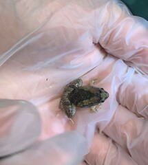 Microhyla mukhlesuri