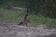 Sciurus niger avicennia