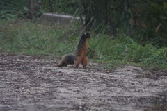 Sciurus niger avicennia