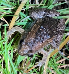 Microhyla mukhlesuri