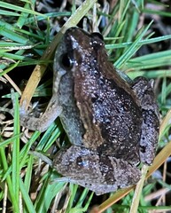 Microhyla mukhlesuri