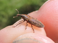 Lixus scrobicollis