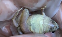 Microhyla mukhlesuri