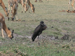 Anastomus lamelligerus