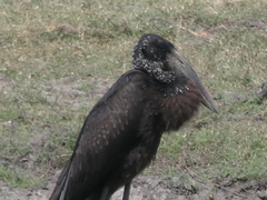 Anastomus lamelligerus