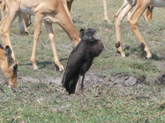 Anastomus lamelligerus