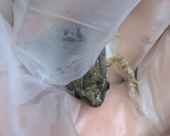 Microhyla mukhlesuri