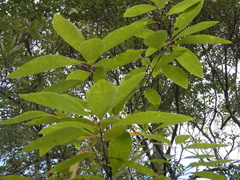 Sassafras