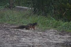Sciurus niger avicennia
