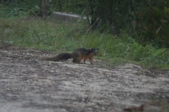 Sciurus niger avicennia