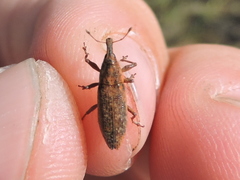 Lixus scrobicollis