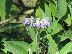 Solanum granulosoleprosum