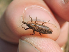 Lixus scrobicollis