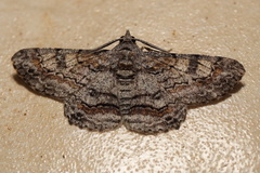 Cleora displicata