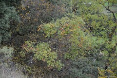 Quercus rotundifolia