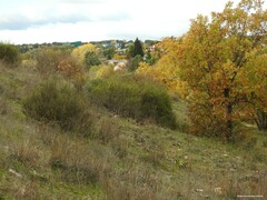 Chrysojasminum fruticans
