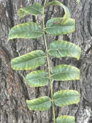 Juglans