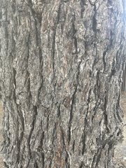 Juglans